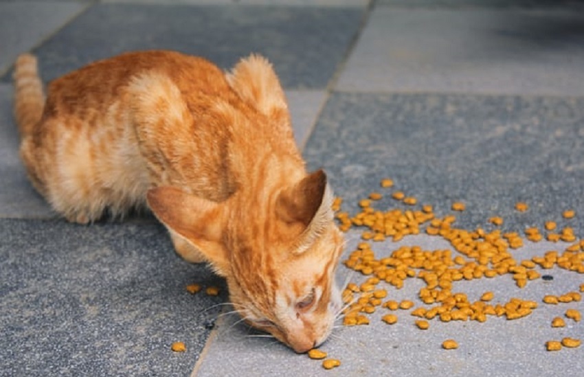 Ako kŕmiť mačiatko